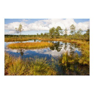 Impression Photo Estonie Nature Viru Bog