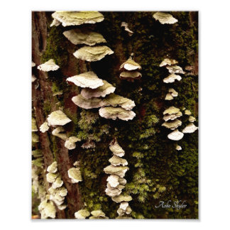 Impression Photo Etagères vertes