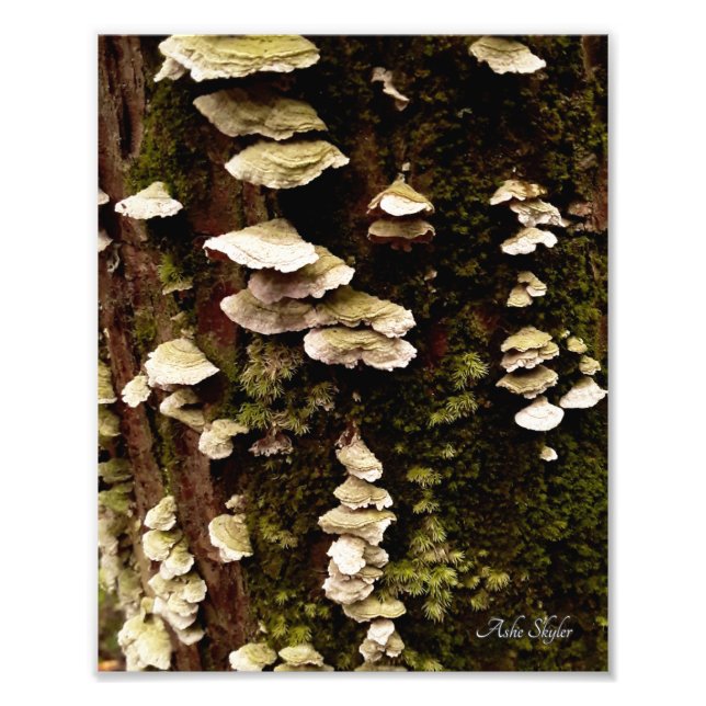 Impression Photo Etagères vertes (Devant)