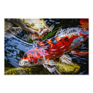 Impression Photo Étang japonais de poissons Koi