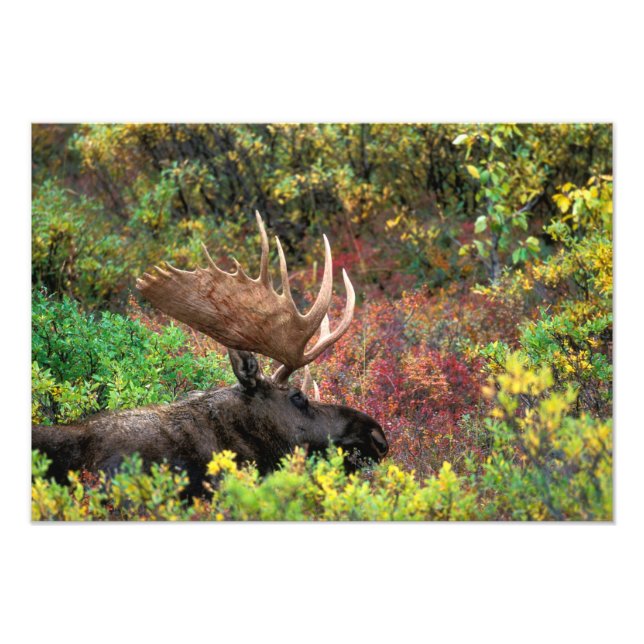 Impression Photo États-Unis, Alaska, Denali National Park, Bull Moo (Devant)