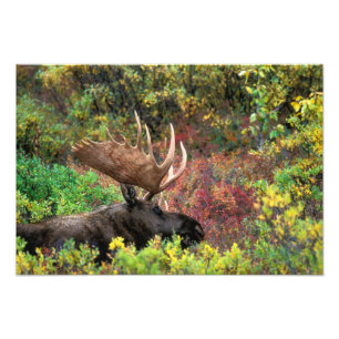 Impression Photo États-Unis, Alaska, Parc national Denali, Orignal