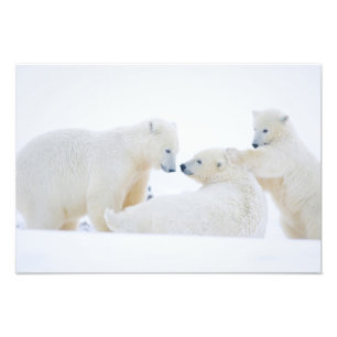 Impression Photo États-Unis, Alaska, plaine côtière de l'Arctique 1