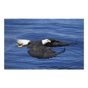 Impression Photo États-Unis, Alaska, Pygargue à tête blanche de la 