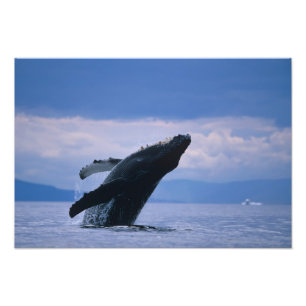 Impression Photo États-Unis, Alaska, Tongass National Forest, Bossu