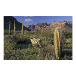 Impression Photo États-Unis, Arizona, Monument national d'Organ Pip
