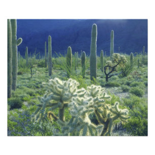 Impression Photo États-Unis, Arizona, Organ Pipe Cactus National