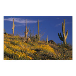 Impression Photo États-Unis, Arizona, Organ Pipe Cactus National 2