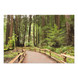 Impression Photo États-Unis, Californie, comté de Marin, Muir Woods