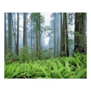 Impression Photo États-Unis, Californie, Parc national de Redwood.
