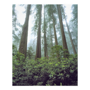 Impression Photo États-Unis, Californie, Redwood NP. Le brouillard 