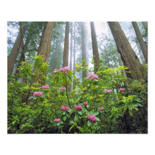 Impression Photo États-Unis, Californie, Redwood NP. Rhododendron