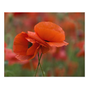 Impression Photo États-Unis, Caroline du Nord. Deux coquelicots rou