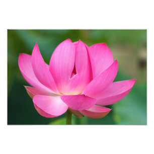 Impression Photo États-Unis; Caroline du Nord; Fleur de lotus