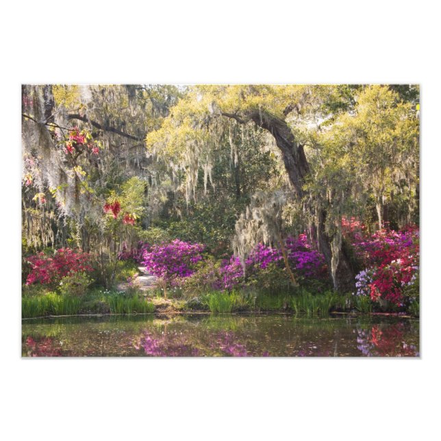Impression Photo États-Unis, Caroline du Sud, Charleston. Cyprès 2 (Devant)