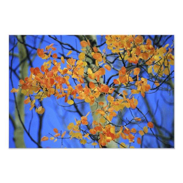 Impression Photo États-Unis, Colorado. Feuilles de tremble qui ont  (Devant)