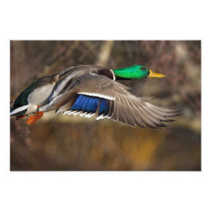 Impression Photo États-Unis, État de Washington, Mallard, homme, vo