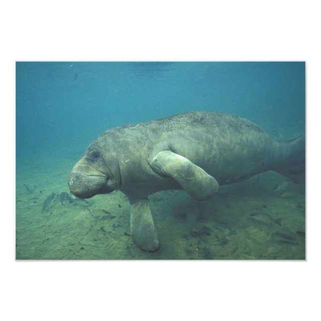 Impression Photo États-Unis, FL, Manatee (Devant)