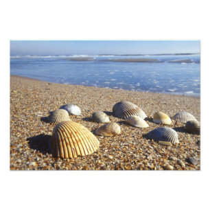 Impression Photo États-Unis, Floride, coquillages côtiers