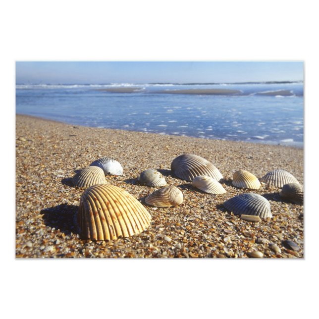 Impression Photo États-Unis, Floride, coquillages marins côtiers (Devant)
