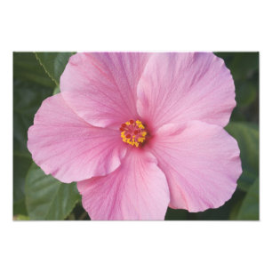 Impression Photo États-Unis, Floride, Sanibel, Hibiscus Rose de