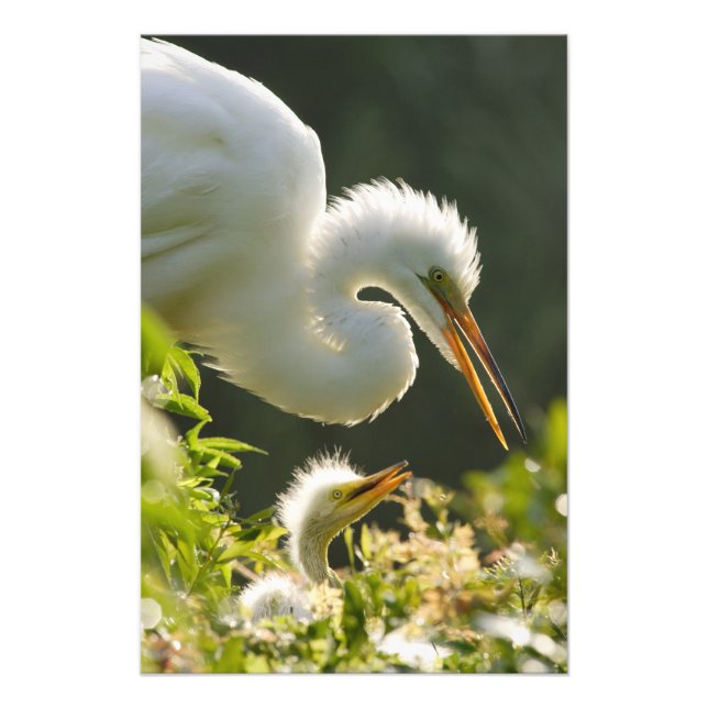 Impression Photo États-Unis, Floride, St. Augustine, Ferme de croco (Devant)
