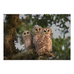 Impression Photo Etats-Unis, Floride, Zones Humides de Viera. Trois