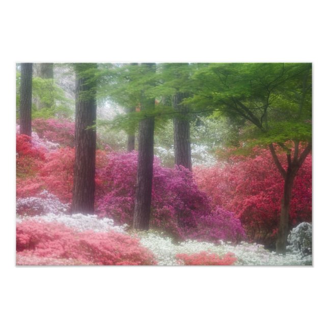 Impression Photo États-Unis ; Géorgie ; Pine mountain. Azaleas à (Devant)