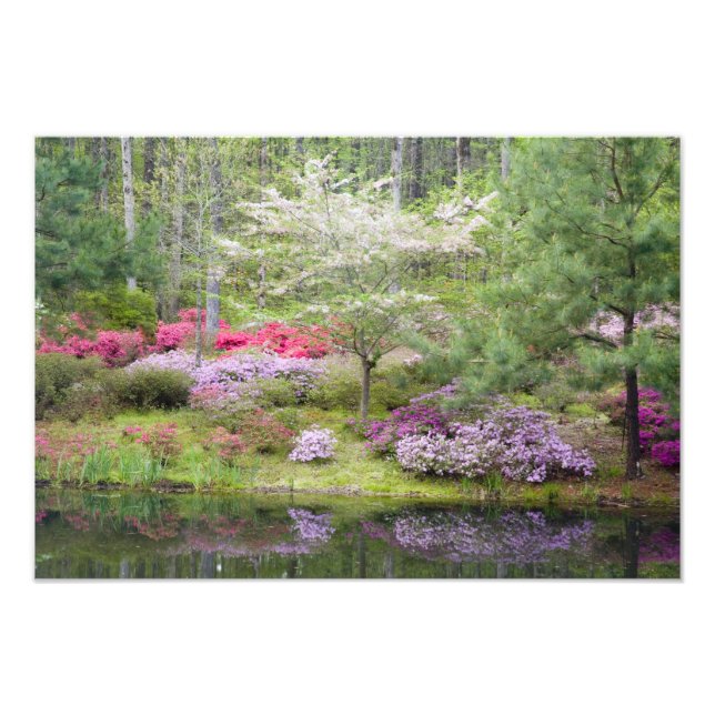 Impression Photo États-Unis, Géorgie, Pine Mountain. Un mélange de (Devant)