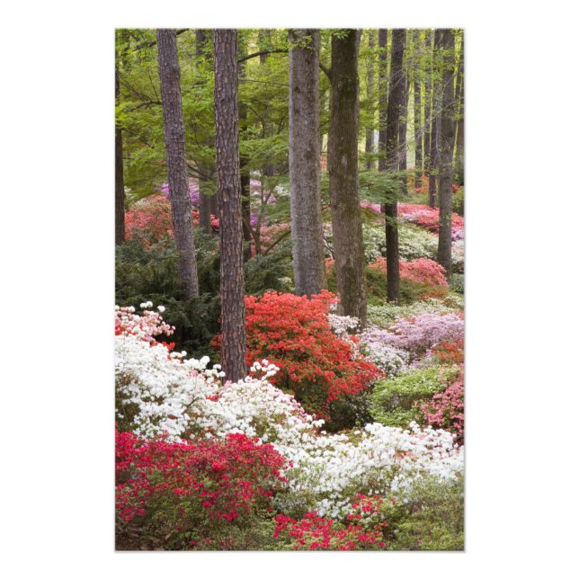 Impression Photo États-Unis, Géorgie, Pine Mountain. Une forêt de (Devant)