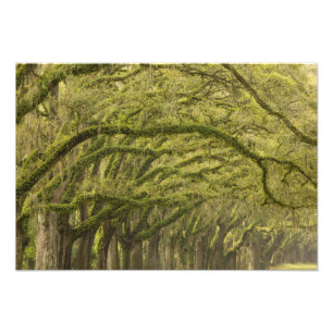 Impression Photo États-Unis; Géorgie; Savannah. Chênes avec