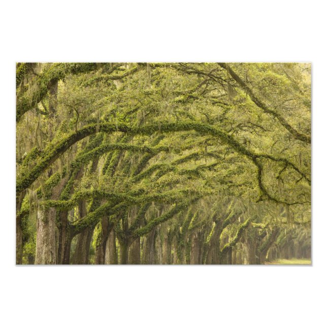 Impression Photo États-Unis; Géorgie; Savannah. Chênes avec (Devant)