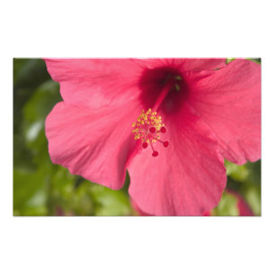 Impression Photo États-Unis, Hawaï, Kauai, Hibiscus
