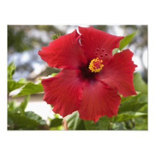 Impression Photo États-Unis, Hawaï, Oahu. L'Hibiscus est la