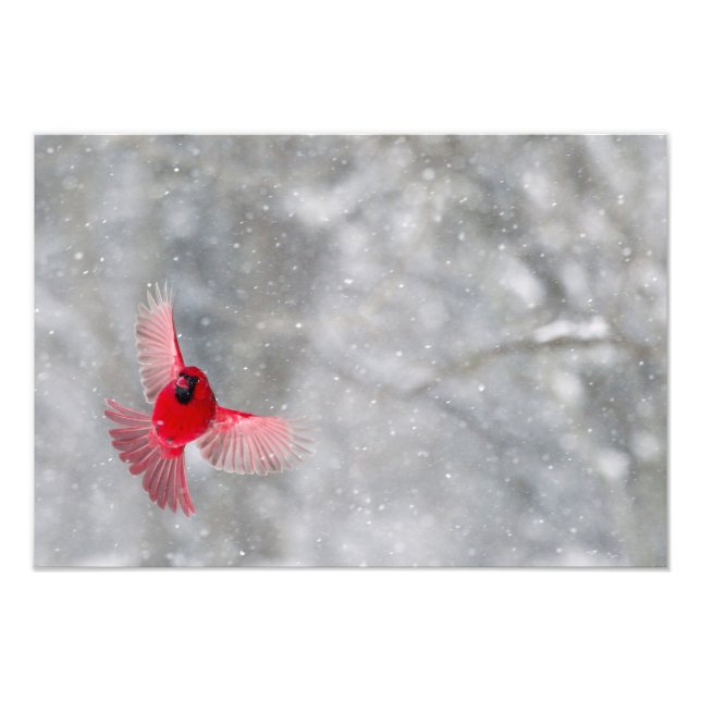 Impression Photo États-Unis, Indiana, Indianapolis. Un cardinal mâl (Devant)