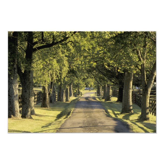 Impression Photo États-Unis, Kentucky, Lexington. Allée bordée d'ar (Devant)