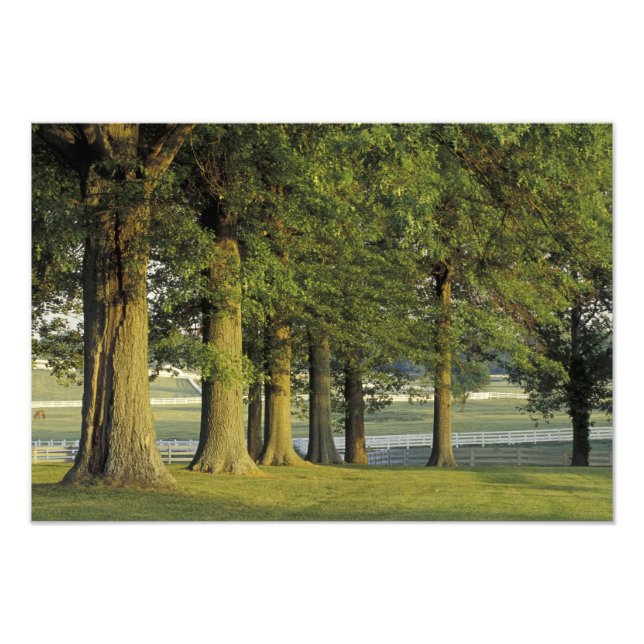 Impression Photo États-Unis, Kentucky, Lexington. Rangée d'arbres e (Devant)