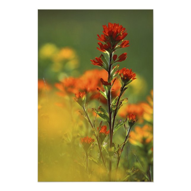 Impression Photo États-Unis, Michigan, Drummond Island, Maxton Plai (Devant)