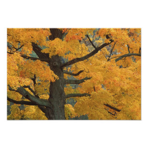 Impression Photo États-Unis, Michigan, Gros plan d'érable à sucre e