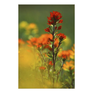 Impression Photo États-Unis, Michigan, île Drummond, Maxton Plain