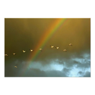 Impression Photo États-Unis, Nouveau-Mexique, Bosque del Apache Nat