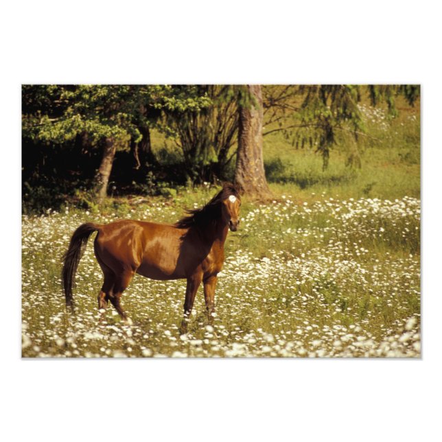 Impression Photo États-Unis, Oregon. Cheval dans un champ de pâquer (Devant)