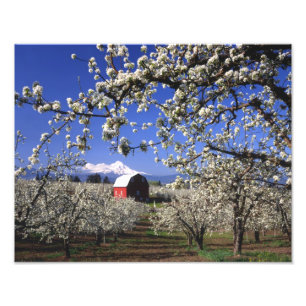 Impression Photo États-Unis, Oregon, Hood River Valley, Verger de p