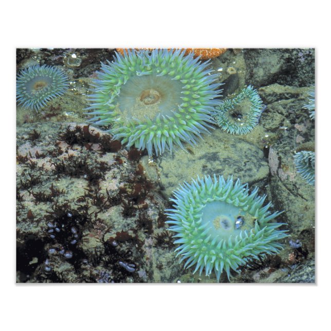 Impression Photo États-Unis, Oregon, Parc d'État de Neptune. Mer au (Devant)