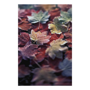 Impression Photo États-Unis, Pacifique Nord-Ouest. Feuilles d'érabl