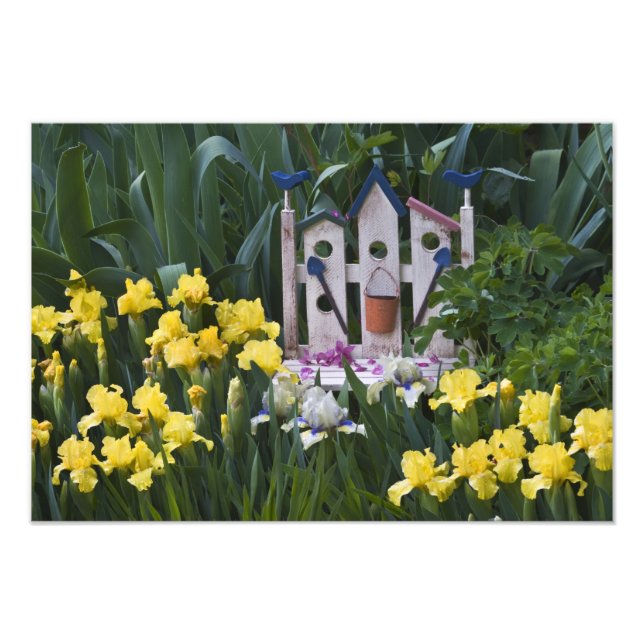 Impression Photo États-Unis, Pennsylvanie. Les iris de jardin pouss (Devant)