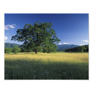 Impression Photo États-Unis, Tennessee. Great Smokey Mountains 2