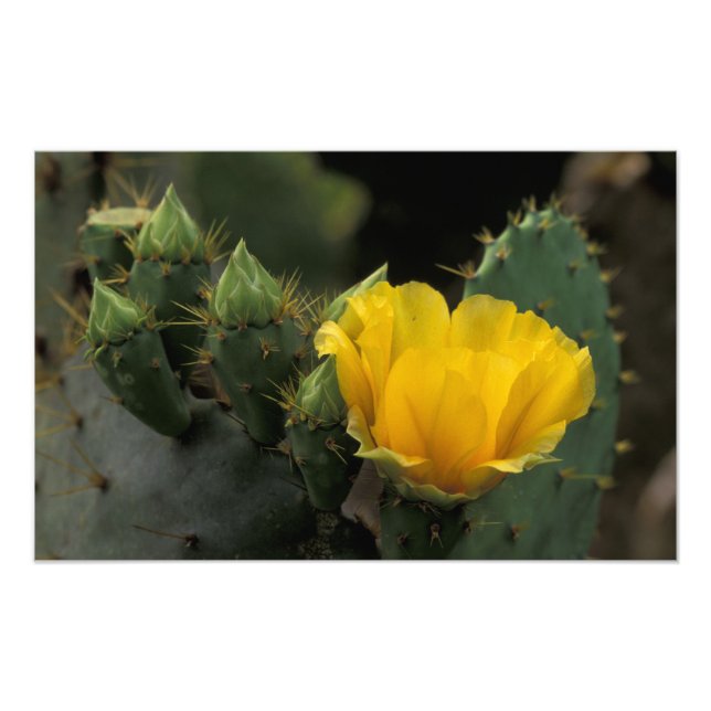 Impression Photo États-Unis, Texas, Cactus d'opuntia en fleurs. (Devant)