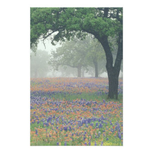 Impression Photo États-Unis, Texas. Pinceau de Texas et bleuets