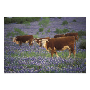Impression Photo États-Unis, Texas, Texas Hill Country, Hereford